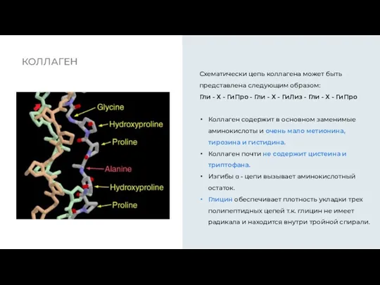 КОЛЛАГЕН Схематически цепь коллагена может быть представлена следующим образом: Гли