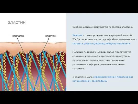 ЭЛАСТИН Особенности аминокислотного состава эластина Эластин - гликопротеин с молекулярной