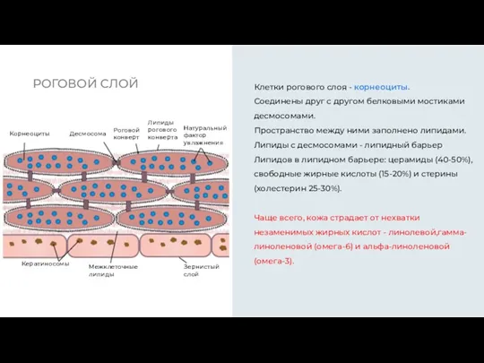 Клетки рогового слоя - корнеоциты. Соединены друг с другом белковыми