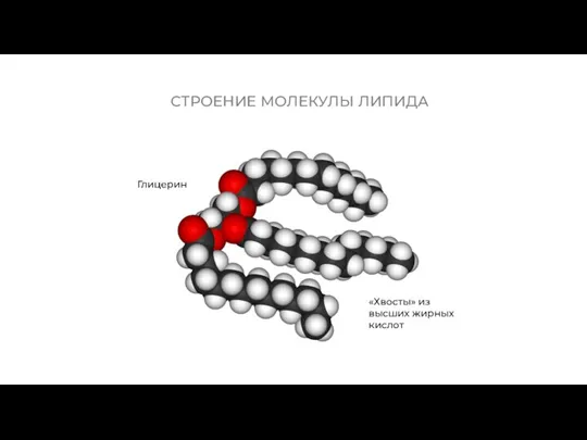 СТРОЕНИЕ МОЛЕКУЛЫ ЛИПИДА «Хвосты» из высших жирных кислот Глицерин