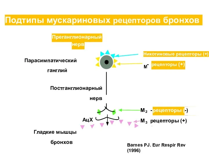 Преганглионарный нерв Парасимпатический ганглий Постганглионарный нерв АцХ Гладкие мышцы бронхов