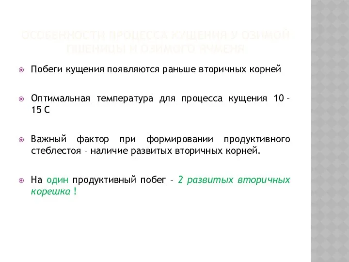 ОСОБЕННОСТИ ПРОЦЕССА КУЩЕНИЯ У ОЗИМОЙ ПШЕНИЦЫ И ОЗИМОГО ЯЧМЕНЯ Побеги кущения появляются раньше