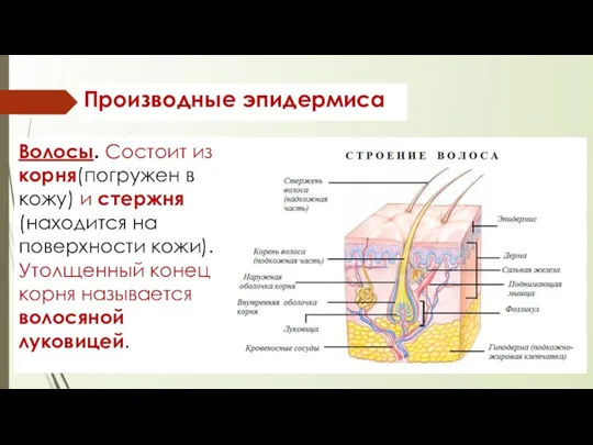 Производные эпидермиса Волосы. Состоит из корня(погружен в кожу) и стержня