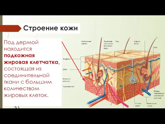 Строение кожи Под дермой находится подкожная жировая клетчатка, состоящая из