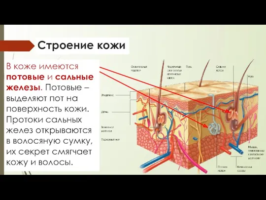 Строение кожи В коже имеются потовые и сальные железы. Потовые