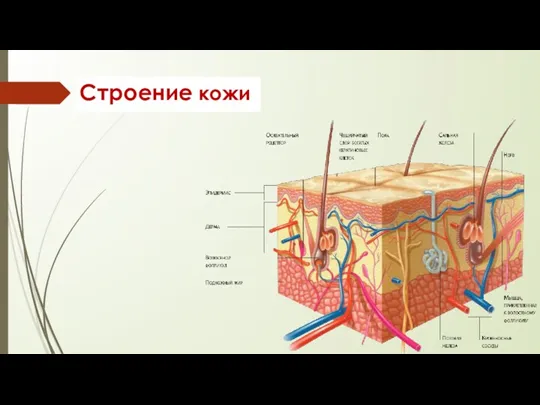 Строение кожи