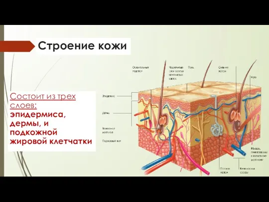 Строение кожи Состоит из трех слоев: эпидермиса, дермы, и подкожной жировой клетчатки