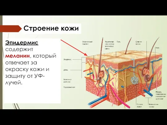 Строение кожи Эпидермис содержит меланин, который отвечает за окраску кожи и защиту от УФ-лучей.