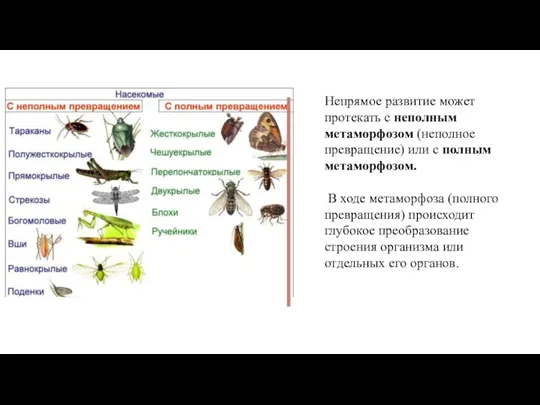 Непрямое развитие может протекать с неполным метаморфозом (неполное превращение) или