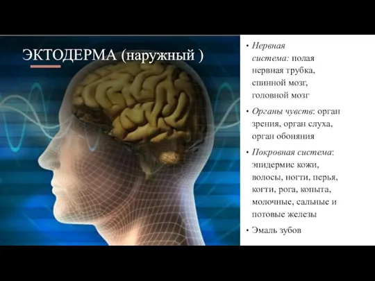 ЭКТОДЕРМА (наружный ) Нервная система: полая нервная трубка, спинной мозг,