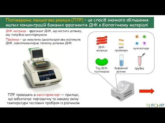 Полімеразна ланцюгова реакція (ПЛР) – це спосіб значного збільшення малих