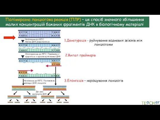 Полімеразна ланцюгова реакція (ПЛР) – це спосіб значного збільшення малих