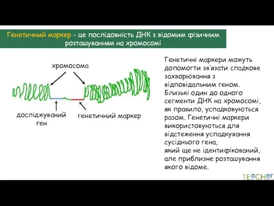 Генетичний маркер - це послідовність ДНК з відомим фізичним розташуванням