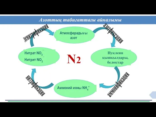 Азоттың табиғаттағы айналымы N2 азотфиксация денитрификация аммонификация нитрификация