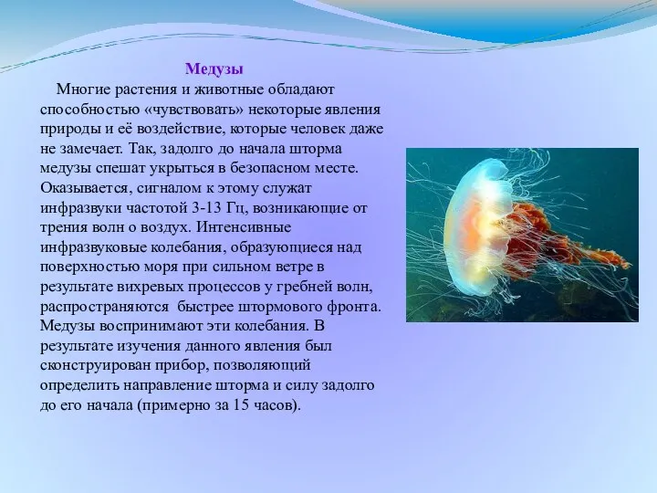 Медузы Многие растения и животные обладают способностью «чувствовать» некоторые явления природы и её