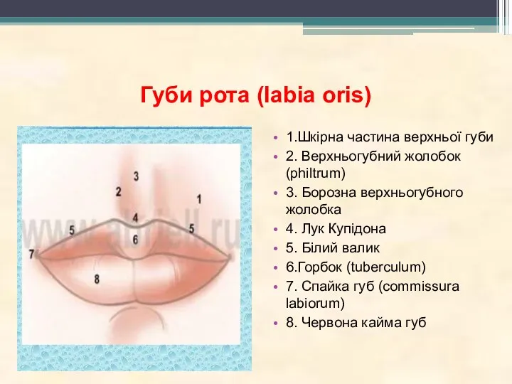 Губи рота (labia oris) 1.Шкірна частина верхньої губи 2. Верхньогубний жолобок (philtrum) 3.