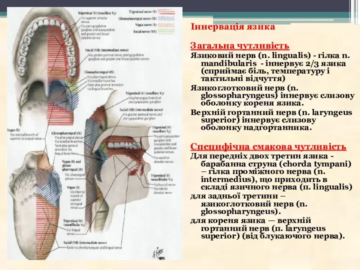 Іннервація язика Загальна чутливість Язиковий нерв (n. lingualis) - гілка n. mandibularis -