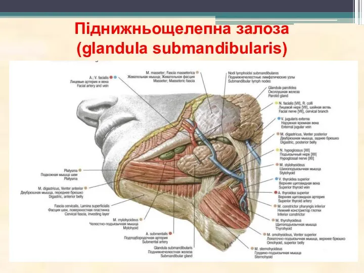 Піднижньощелепна залоза (glandula submandibularis)
