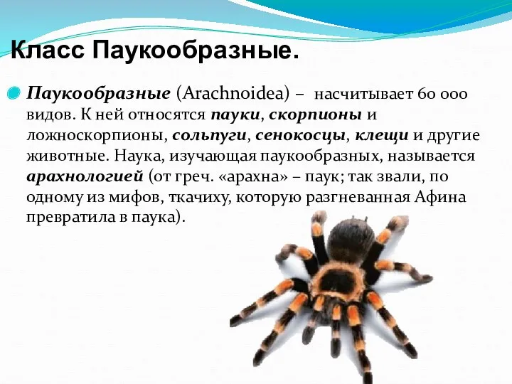 Класс Паукообразные. Паукообразные (Arachnoidea) – насчитывает 60 000 видов. К ней относятся пауки,