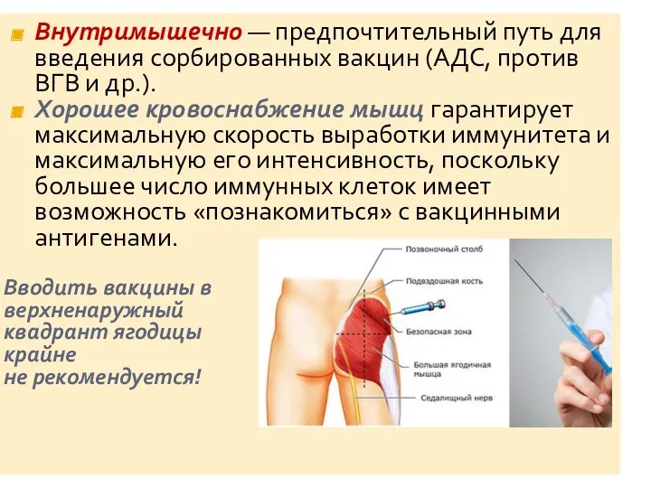 Внутримышечно — предпочтительный путь для введения сорбированных вакцин (АДС, против