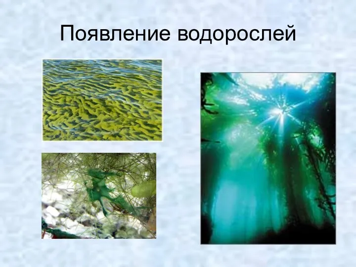 Появление водорослей