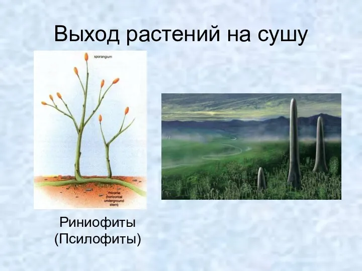 Выход растений на сушу Риниофиты (Псилофиты)