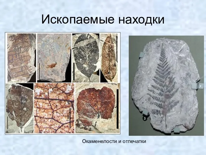 Ископаемые находки Окаменелости и отпечатки