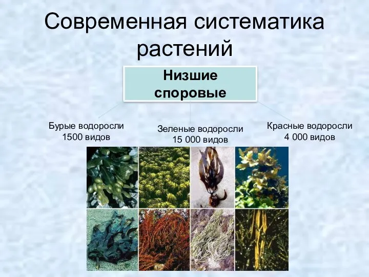 Современная систематика растений Низшие споровые Бурые водоросли 1500 видов Зеленые