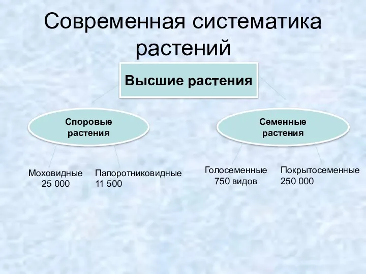 Современная систематика растений Высшие растения Споровые растения Семенные растения Моховидные