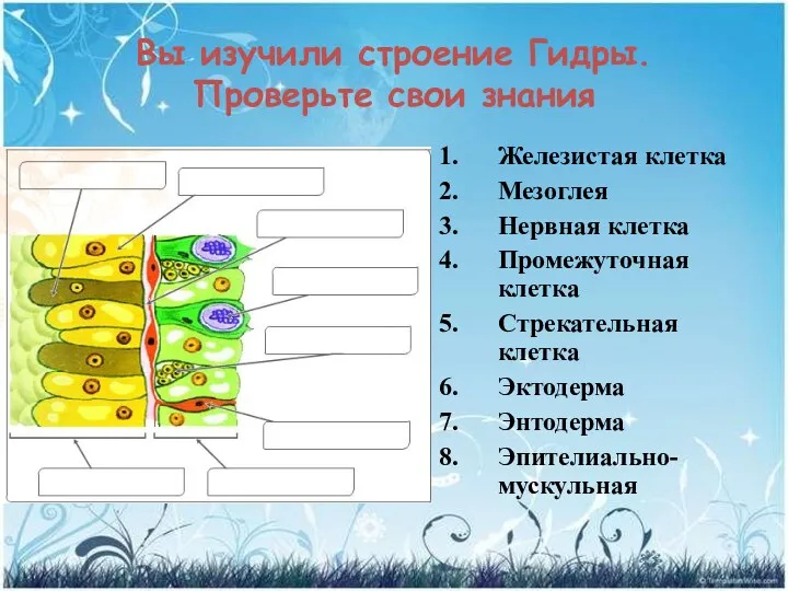 Вы изучили строение Гидры. Проверьте свои знания Железистая клетка Мезоглея