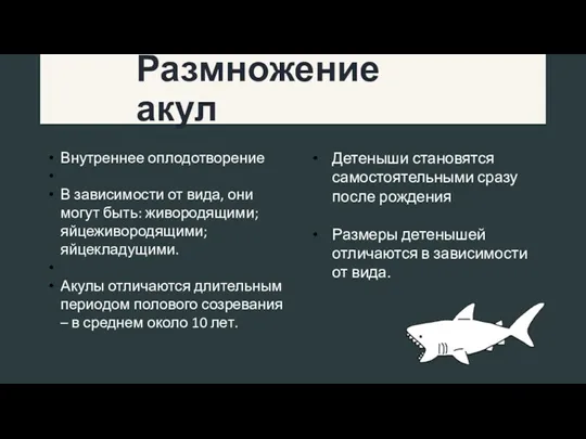 Размножение акул Внутреннее оплодотворение В зависимости от вида, они могут