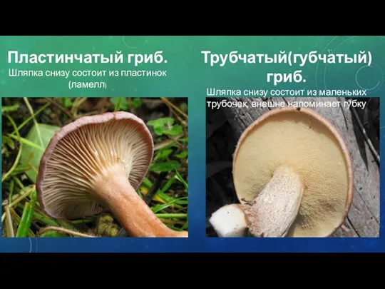Пластинчатый гриб. Шляпка снизу состоит из пластинок(ламелл) Трубчатый(губчатый)гриб. Шляпка снизу
