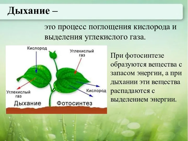 Дыхание – это процесс поглощения кислорода и выделения углекислого газа.