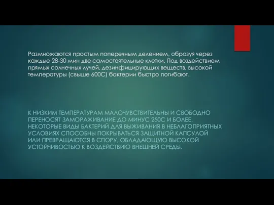 Размножаются простым поперечным делением, образуя через каждые 28-30 мин две