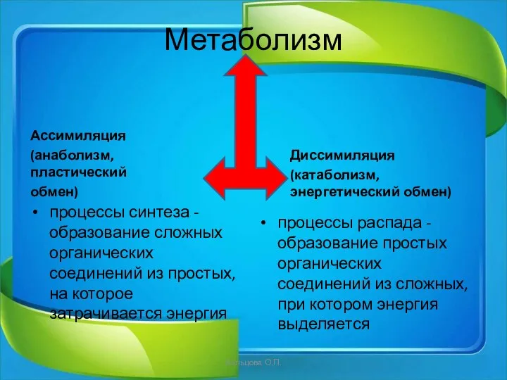 Метаболизм Ассимиляция (анаболизм, пластический обмен) процессы синтеза - образование сложных