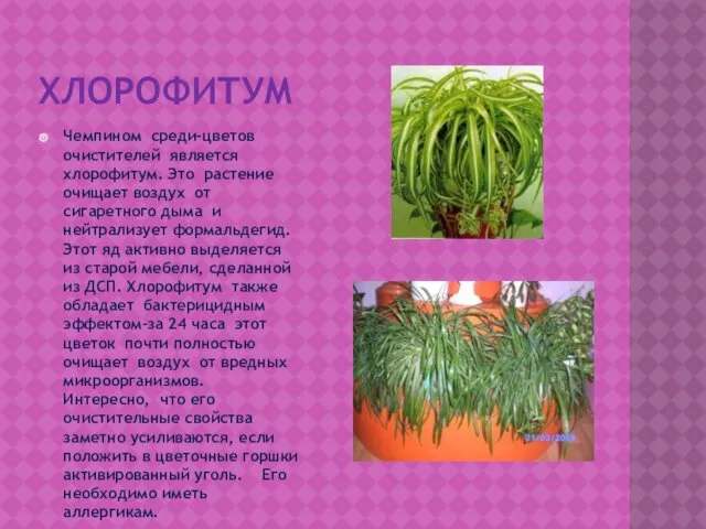 ХЛОРОФИТУМ Чемпином среди-цветов очистителей является хлорофитум. Это растение очищает воздух от сигаретного дыма