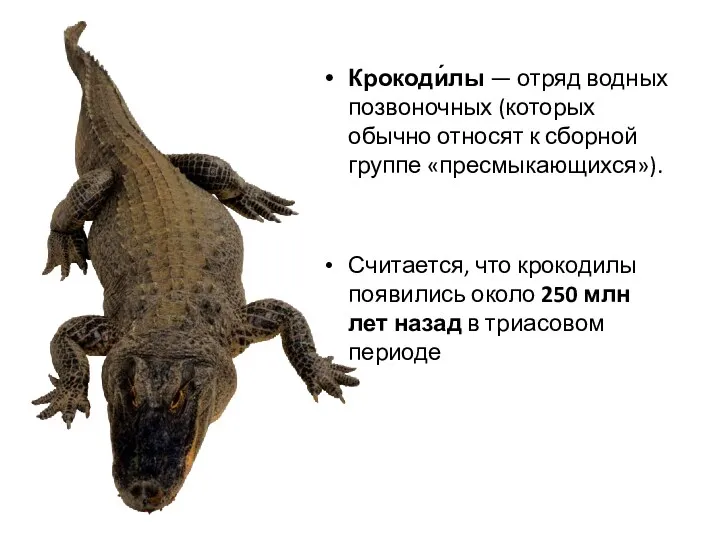 Крокоди́лы — отряд водных позвоночных (которых обычно относят к сборной