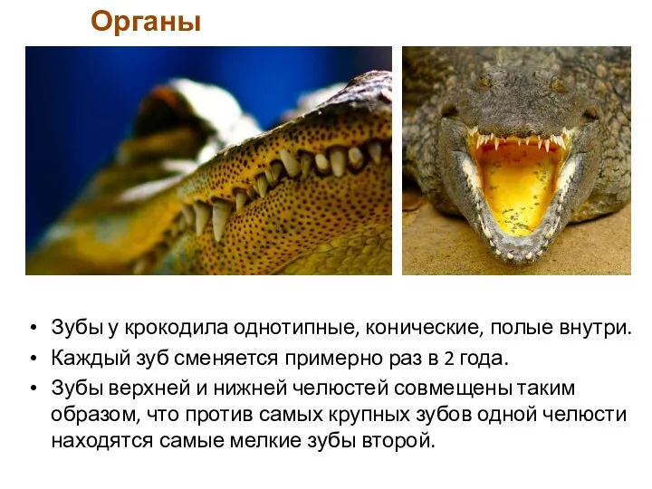 Зубы у крокодила однотипные, конические, полые внутри. Каждый зуб сменяется примерно раз в