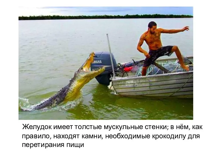 Желудок имеет толстые мускульные стенки; в нём, как правило, находят камни, необходимые крокодилу для перетирания пищи