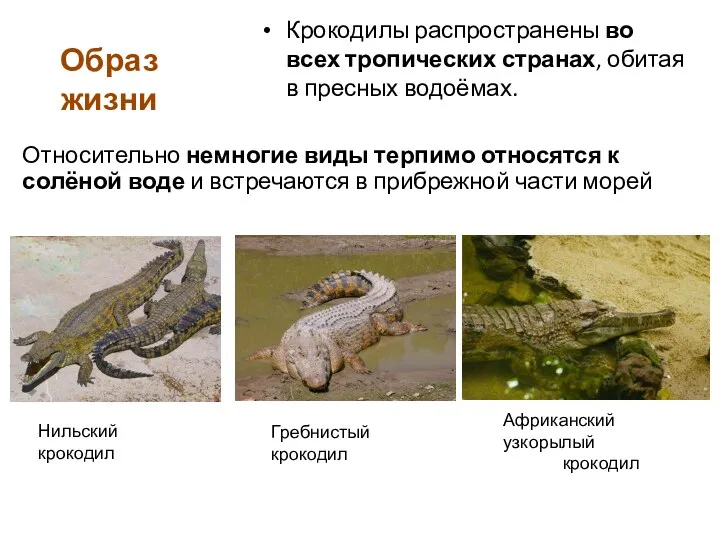 Крокодилы распространены во всех тропических странах, обитая в пресных водоёмах. Образ жизни Относительно