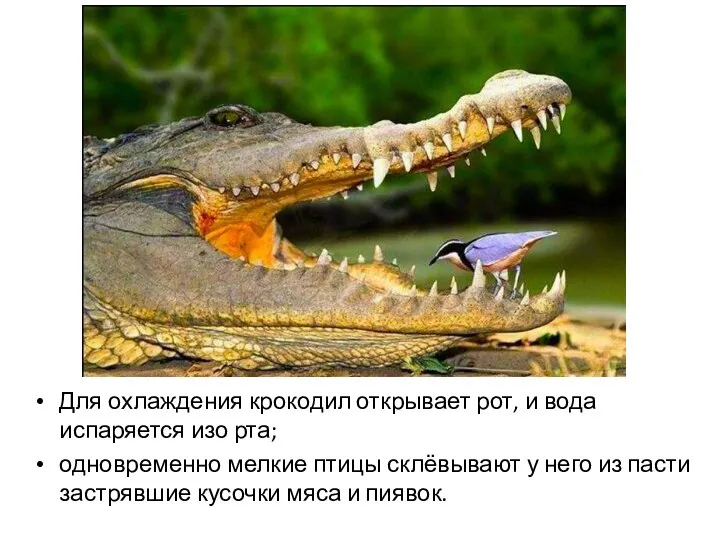 Для охлаждения крокодил открывает рот, и вода испаряется изо рта; одновременно мелкие птицы