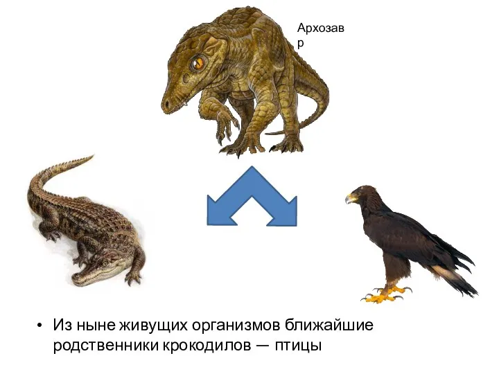 Из ныне живущих организмов ближайшие родственники крокодилов — птицы Архозавр