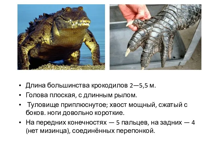 Длина большинства крокодилов 2—5,5 м. Голова плоская, с длинным рылом. Туловище приплюснутое; хвост