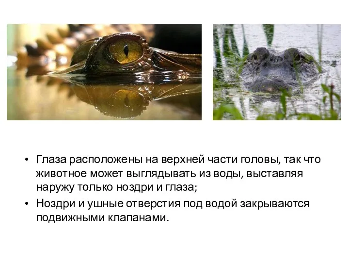 Глаза расположены на верхней части головы, так что животное может выглядывать из воды,