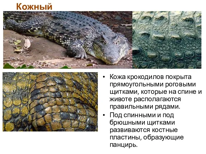 Кожа крокодилов покрыта прямоугольными роговыми щитками, которые на спине и