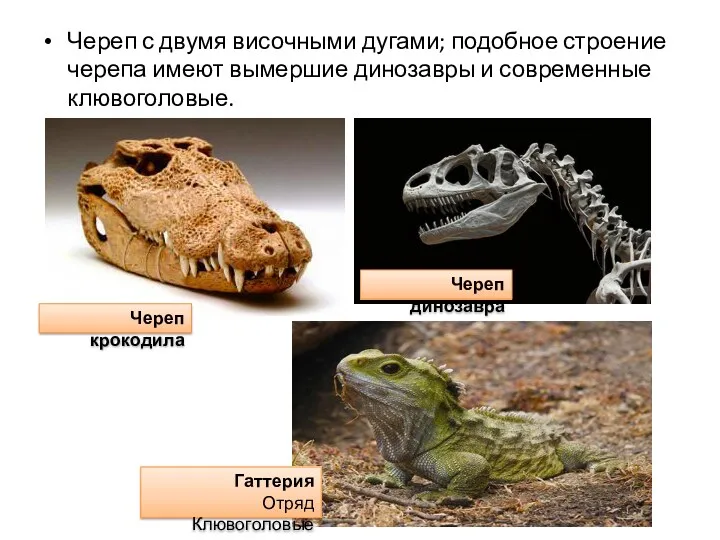 Череп с двумя височными дугами; подобное строение черепа имеют вымершие динозавры и современные