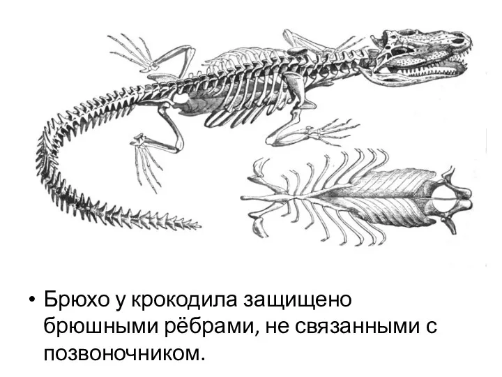 Брюхо у крокодила защищено брюшными рёбрами, не связанными с позвоночником.