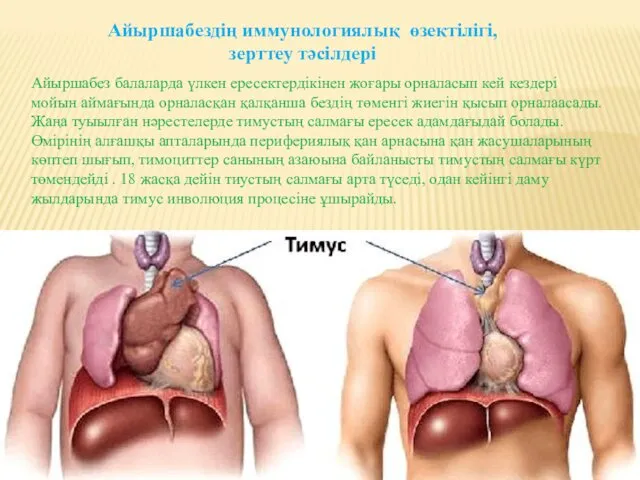 Айыршабездің иммунологиялық өзектілігі, зерттеу тәсілдері Айыршабез балаларда үлкен ересектердікінен жоғары