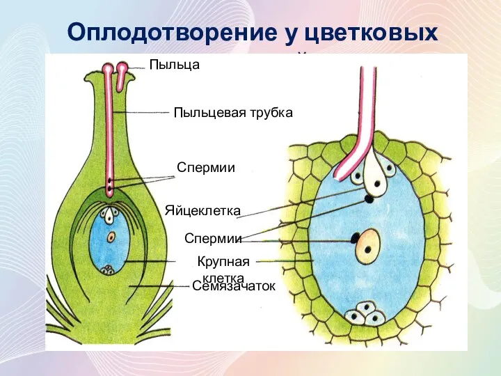 Оплодотворение у цветковых растений Пыльца Пыльцевая трубка Спермии Спермии Яйцеклетка Крупная клетка Семязачаток
