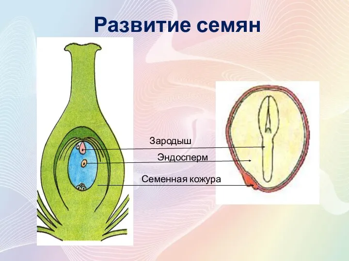 Развитие семян Зародыш Эндосперм Семенная кожура